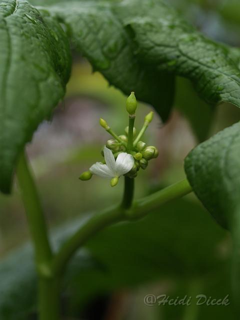 Diphylleia cymosa.JPG - Diphylleia cymosa / Schirmblatt / Herrenkamper Gärten